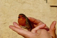 Rouge-gorge de Capcinier