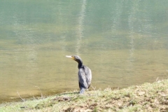 Cormoran en visite sur le lac