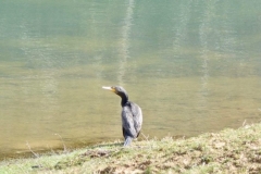 Cormoran en visite sur le lac