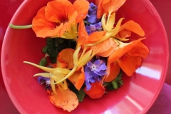 Degustation_fleurs