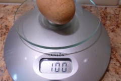 Oeuf_1