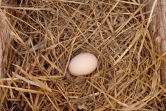 Oeuf_2