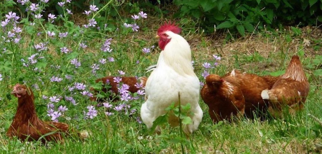Coq Sussex et poules Rousses